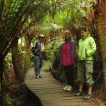 Malt Rest (Otway Park) - Rainforest walk